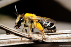 WH - Bienen, Wespen und Co.