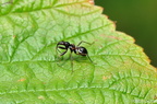Ameisenwanze