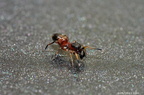Ameisenspringspinne