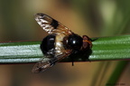 Gemeine-Waldschwebfliege