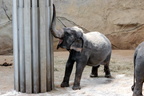 Elefanten 2007