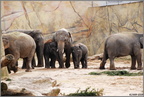 Elefanten 2009