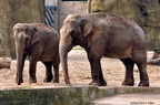 Elefanten 2011