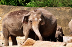 Elefanten 2012