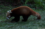 Kleiner-Panda