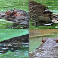 Flusspferd unter Wasser