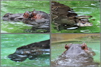 Flusspferd unter Wasser