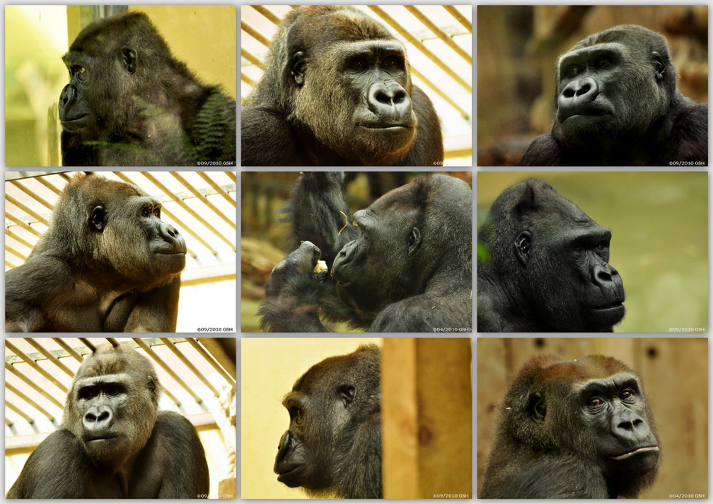 gorilla-2010