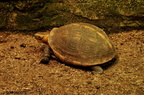 DSC 4049a-Gelbrand-Scharnierschildkröte