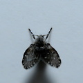 DSC_6792b-Schmetterlingsmücke-.JPG