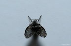 DSC 6792b-Schmetterlingsmücke-