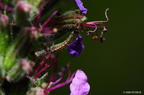 Florfliegenlarve