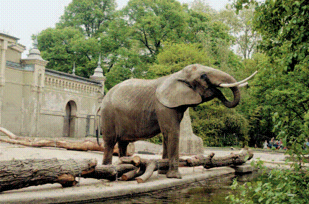 Kölner Zoo Elefanten