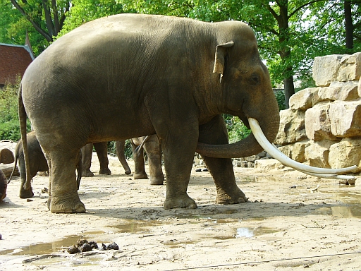 Asiatischer Elefant Radza